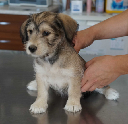 Mindy (female) - rezervovaná (TD)